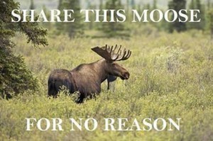 Share This Moose (For no reason)